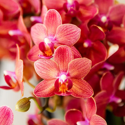 Kolibri Orchids | Rode Phalaenopsis Orchidee - Blossom Congo in Noma Sierpot Rood met Giftbox - Ø9 cm