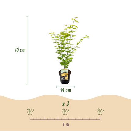 Japansk ahorn - Acer palmatum Jordan - Gul - ↕70cm - Ø19cm