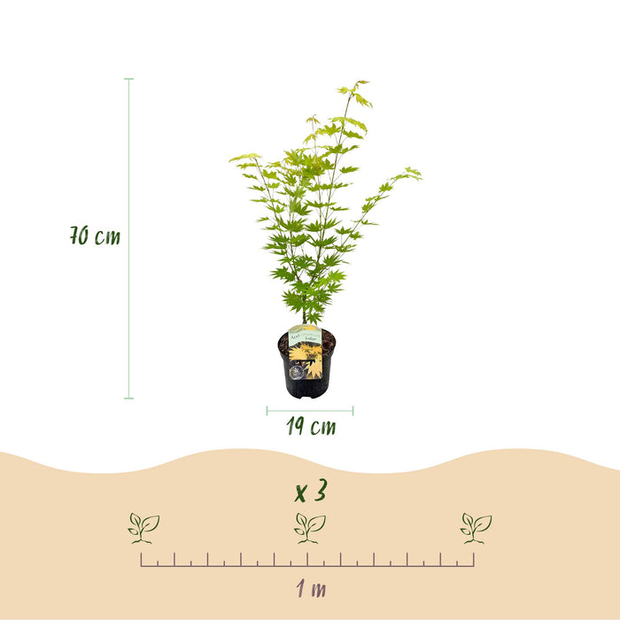 Terrasplant - Japanse Esdoorn - Acer palmatum Jordan - Geel - Bladverliezend - ↕70cm - Ø19cm