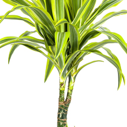 Dracaena Deremensis Lemon Lime met mand - ↕90-110cm - Ø21cm