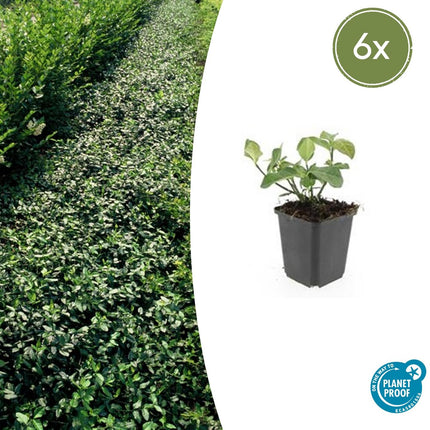 Euonymus fortunei 'Couverture de fléchette' - Chapeau de cardinal japonais - ↕10-25cm - Ø9cm - 6x