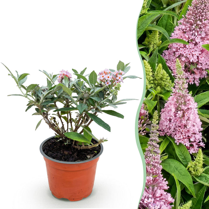 Buddleja davidii Butterfly Candy Little Pink - Vlinderstruik - Compact - Roze - ↕20-25cm - Ø12cm