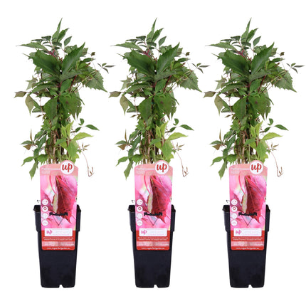 Parthenocissus Quinquefolia 'Engelmannii' - Wilde Wingerd - ↕65cm - Ø15cm - 3x