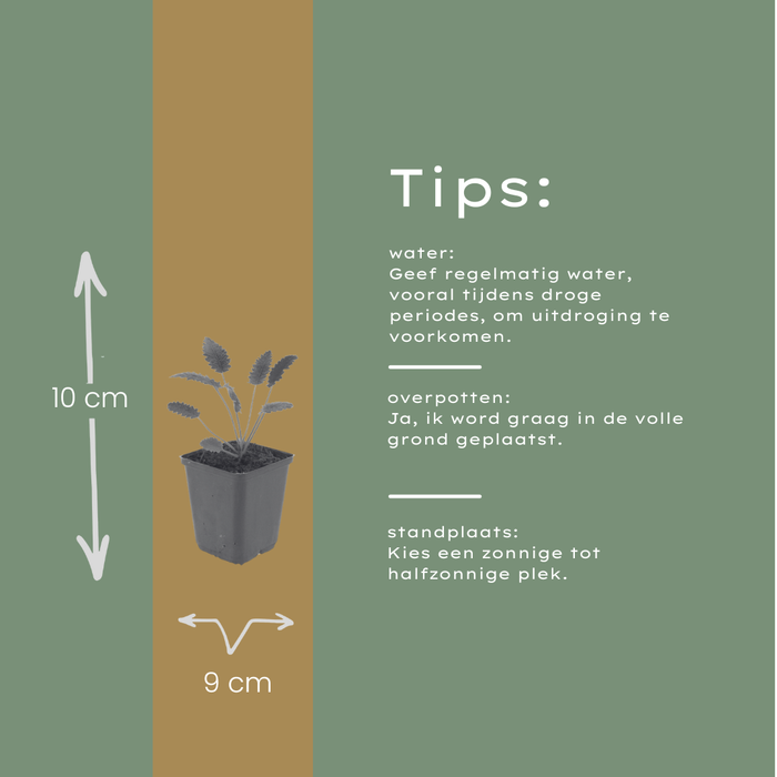 60x Sanguisorba o. 'Tanna' - ↕10-25cm - Ø9cm