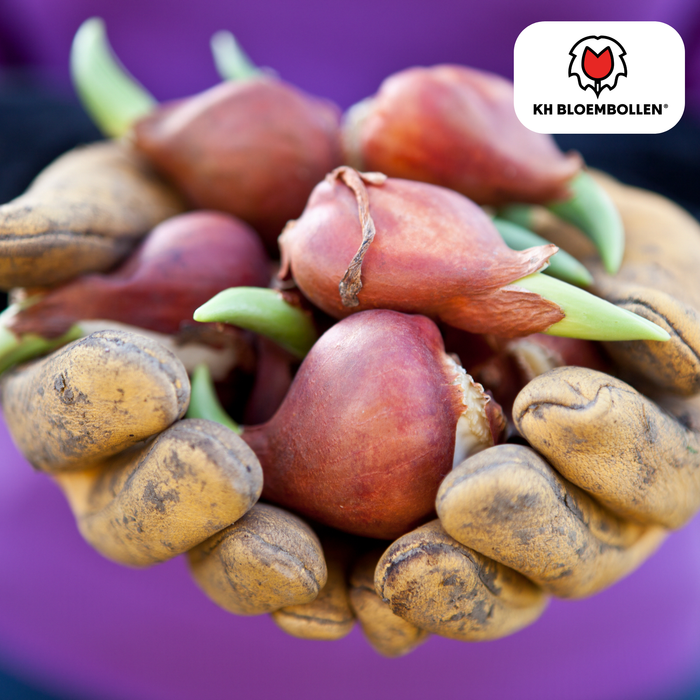 Tulpenbollen Apricot Foxx – 20 Stuks | KH Bloembollen® | Zalmroze Tulp – Elegant & Grootbloemig – Voor Tuin of Pot – Maat 11/12 – Vers van de Teler