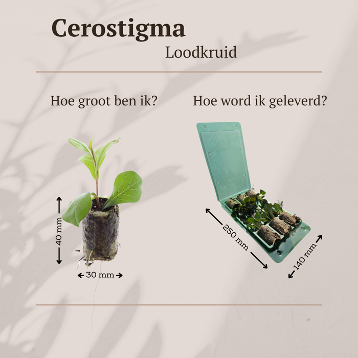 Ceratostigma – 6 Pluggen | Zelf Kweken & Genieten van een Kleurrijke Najaarstuin!