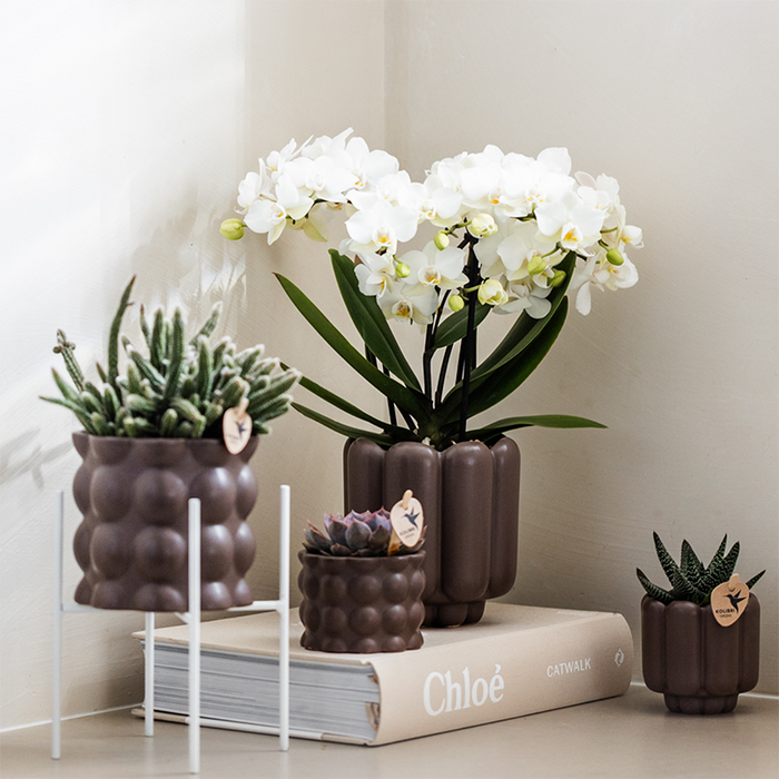Witte phalaenopsis orchidee potmaat Ø9cm | Zürich | bloeiende kamerplant