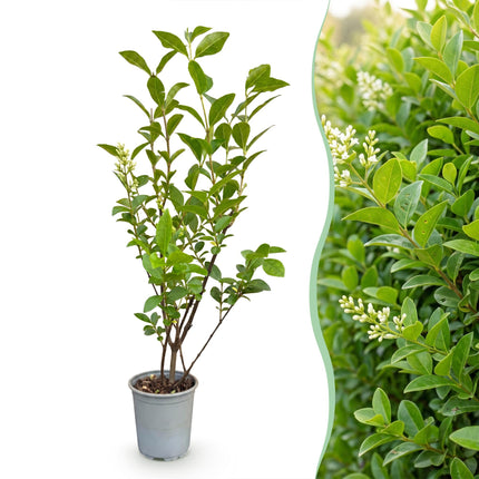 Ligustrum ovalifolium - Gewone Liguster - 16x Haagplanten - Groenblijvend - Groen - Pot 9cm - Hoogte 35-45cm