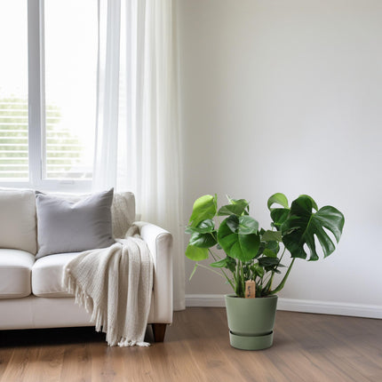 Monstera Palmleaf in mand - Gatenplant - ↕60cm - Ø21cm