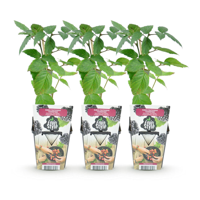 Thornless Blackberry - Rubus Thornfree - Black Blackberry - Ø9cm - 3x