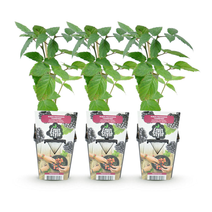 Mûrier sans épines - Rubus Thornfree - Rustique - 3 plants - Pot de 9 cm - Mûrier noir
