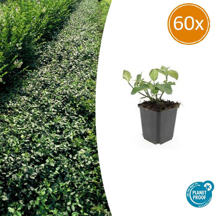 Euonymus fortunei 'Coperta del dardo' - Cappello del cardinale giapponese - ↕10-25cm - Ø9cm - 60x