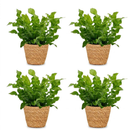 Asplenium Crispy Wave - met Mand - ↕30cm - Ø12cm - 4x