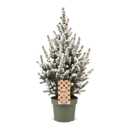 Picea glauca Conica - Kegelspar - Groen - Wit - Kerstboom - Ø17cm - ↕65cm