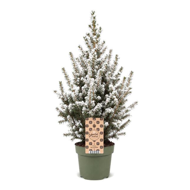 Picea glauca Conica - Kegelspar - Groen - Wit - Kerstboom - Ø17cm - ↕65cm