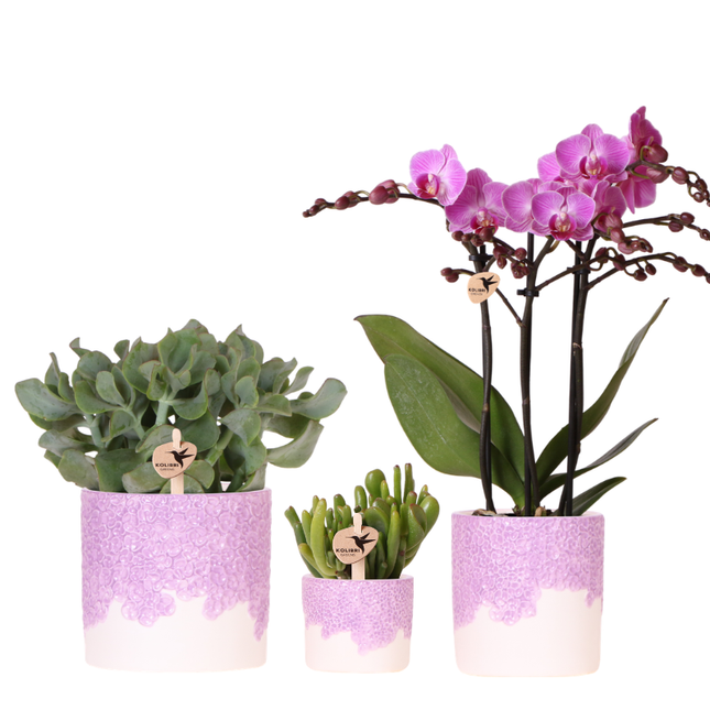 Kolibri Company | Bloom Purple Plant Set | Lilla Wienerorkidé + grønne planter inkl. dekorative potter