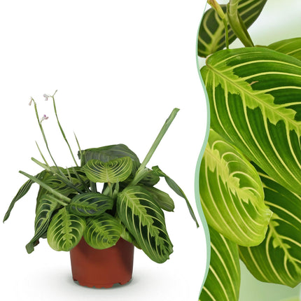 Maranta Fascinator Lemon Lime - Prayer Plant - ↕25cm - Ø12cm