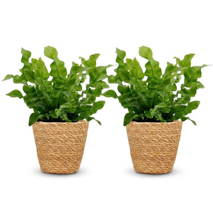 Asplenium Crispy Wave - met Mand - ↕30cm - Ø12cm - 2x