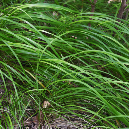 Carex morrowii - Zegge - ↕10-25cm - Ø9cm - 6x