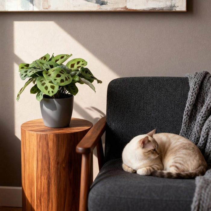 Maranta Fascinator Kerchoveana - Zebraplant - met grijze plantenpotten - ↕25cm - Ø12cm - 4x