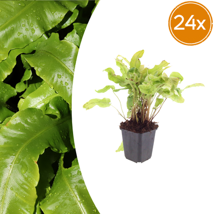 Helecho lengua - Asplenium scolopendrium - ↕10-25cm - Ø9cm - 24x