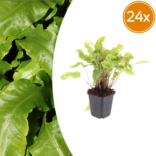 Felce lingua - Asplenium scolopendrium - ↕10-25cm - Ø9cm - 24x