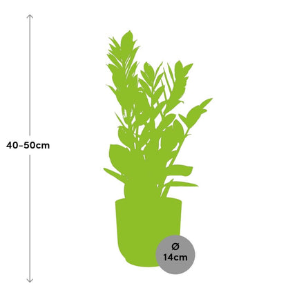 Zamioculcas – ZZ Plant - ↕45-50 in elho Vibes Fold Ø14cm yellow