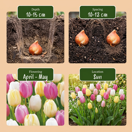 48x Tulipa Sorbet mix - Cebule kwiatowe - Tulip Sorbet mix - Różne - Kwitnące wiosną - Rozmiar cebuli 11/12