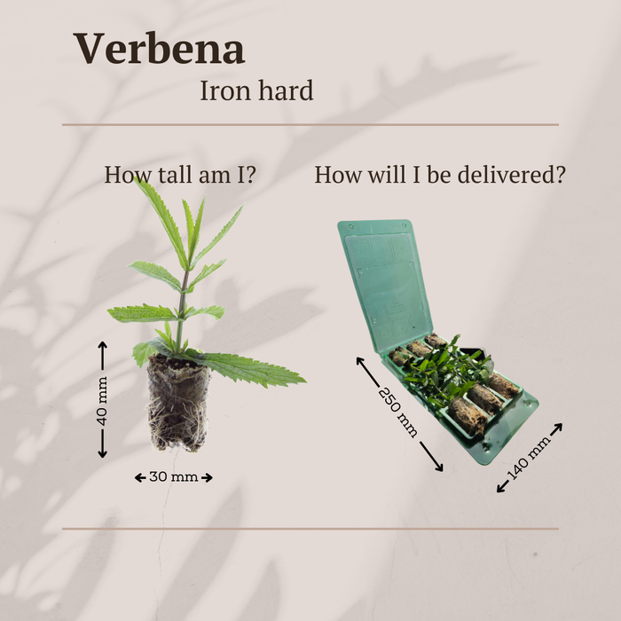 Verbena – 6 Pluggen | Kweek & Geniet van Prachtige Verbena