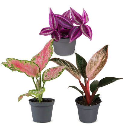 Baby Planten Paradise Mix - Diversen 3x - Tropisch - Ø6cm - ↕10-15cm