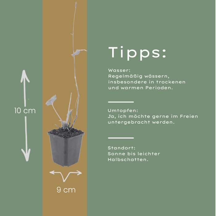 12x Persicaria a. 'Blackfield' - ↕10-25cm - Ø9cm