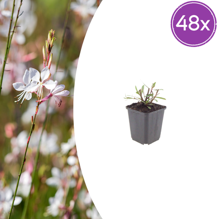 Bellissima candela - Gaura lindheimeri 'Whirling Butterflies' - ↕10-25cm - Ø9cm - 48x