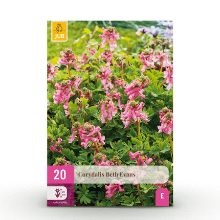 Bulbes de Corydale Beth Evans - Blanc et violet - 20 bulbes - Calibre 6/7 - Paquet XXL
