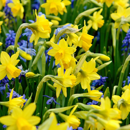 50x Narcissus Tete-A-Tete - Bloembollen - Miniatuurnarcis - Geel - Voorjaarsbloeier - Bolmaat 10/11