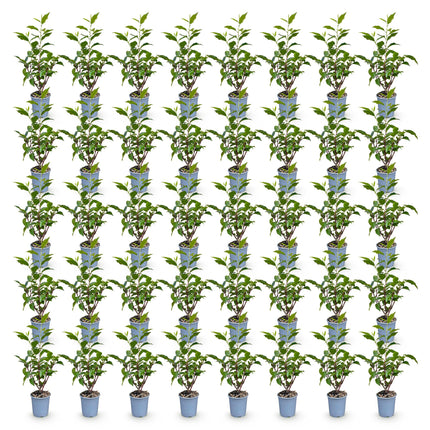 Prunus lusitanica Angustifolia - Portugese Laurier - 40x Haagplanten - Groenblijvend - Groen - Pot 9cm - Hoogte 25-35cm