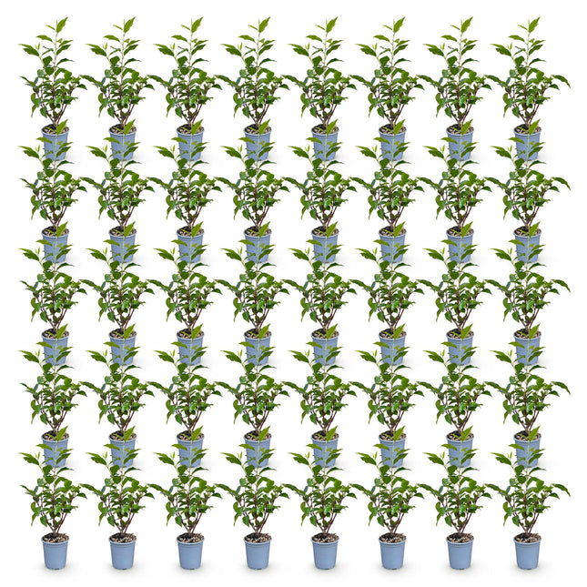 Prunus lusitanica Angustifolia - Portugese Laurier - 40x Haagplanten - Groenblijvend - Groen - Pot 9cm - Hoogte 25-35cm