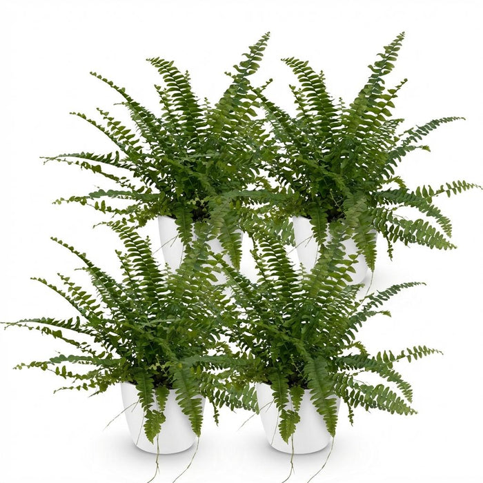 Nephrolepsis exaltata Green Lady - Varen - met witte plantenpotten - ↕25cm - Ø12cm - 4x