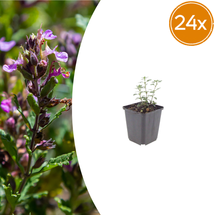 Teucrium lucidrys - Gamander - ↕10-25cm - Ø9cm - 24x