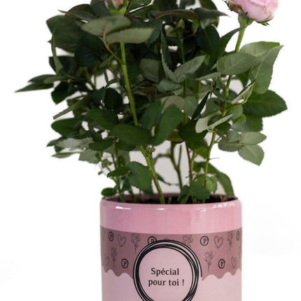 Rosa Hellrosa in P&amp;PURE „SPECIAL POUR TOI“-Verpackung – ↕30 cm – Ø12 cm