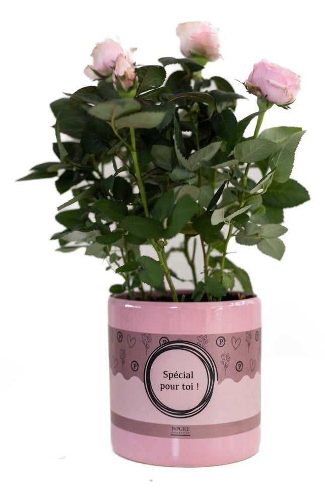 Rosa Hellrosa in P&amp;PURE „SPECIAL POUR TOI“-Verpackung – ↕30 cm – Ø12 cm