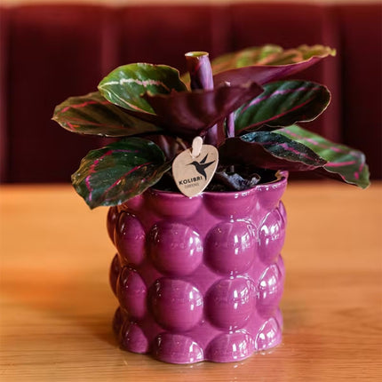 Kolibri Greens | Groene Plant - Calathea Dottie in Cotton Sierpot Paars - Ø9 cm