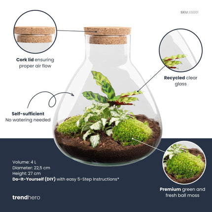Terrarium végétal à faire soi-même - Calathea Sammie - ↕27cm