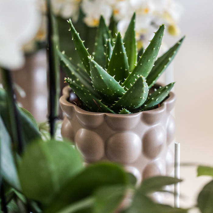Kolibri Home | Cotton sierpot - Sand - Ø9cm