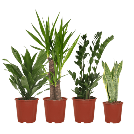 Jardinière facile à monter - 4 plantes d'intérieur - Hauteurs variées - Ø14-Ø17