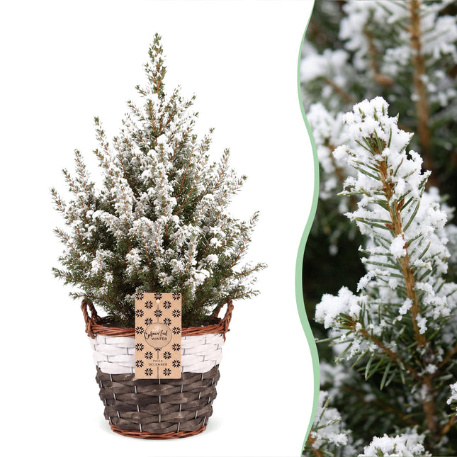 Picea glauca Conica - Kegelspar - Groen - Wit - Kerstboom - incl. mand - Ø17cm - ↕65cm