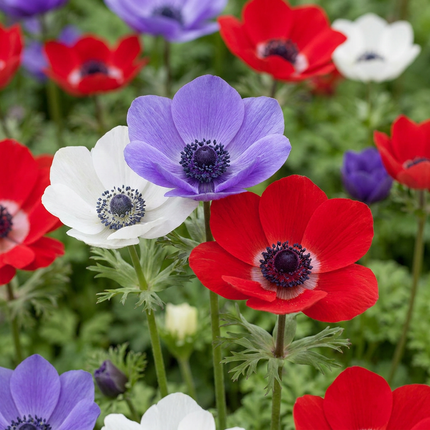 120x Anemone de Caen Mix - Bloembollen - Klaproosanemoon de Caen mix - Diversen - Voorjaarsbloeier - Bolmaat 5/6