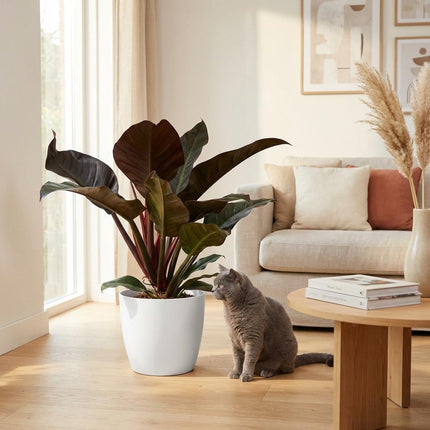 Philodendron Imperial Red - met witte pot - ↕60cm - Ø19cm