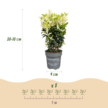 Euonymus japonica Paloma Blanca - Kardinaalsmuts - 24x Haagplanten - Groenblijvend - Groen - Wit - Pot 9cm - Hoogte 20-30cm