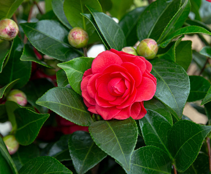 Camellia Japonica 'Black Lace' - ↕65cm - Ø19cm