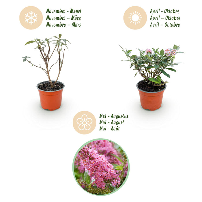Buddleja davidii Butterfly Candy Little Pink - Vlinderstruik - Compact - Roze - ↕20-25cm - Ø12cm - 3x
